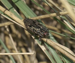 Chrysobothris quadrilineata