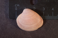 Lamelliconcha concinna