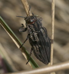 Chrysobothris quadrilineata