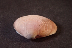 Lamelliconcha concinna