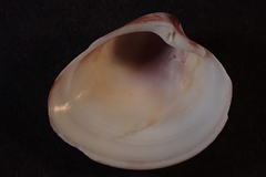 Lamelliconcha concinna