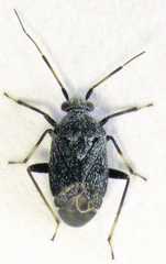 Charagochilus