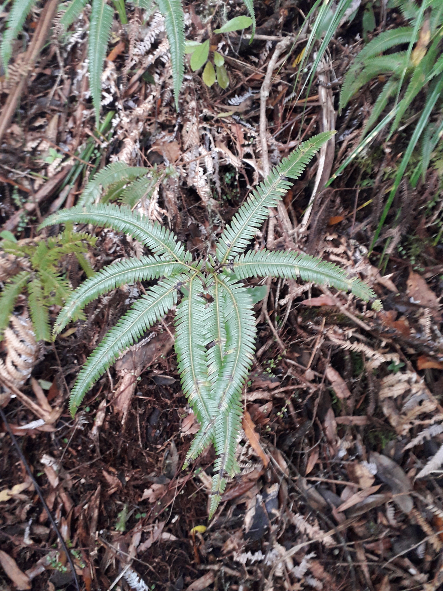 Sticherus cunninghamii image