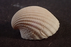 Larkinia multicostata