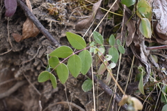 Lathyrus japonicus