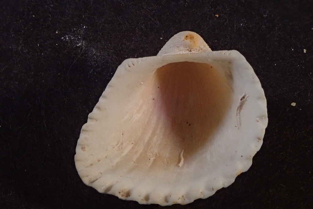 Larkinia