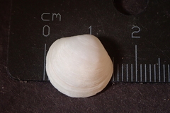 Anodontia edentuloides