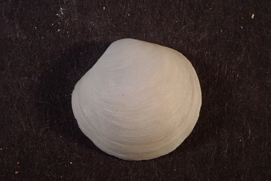 Anodontia edentuloides