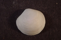 Anodontia edentuloides