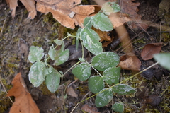 Lathyrus japonicus