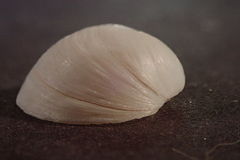 Anodontia edentuloides