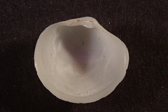 Anodontia edentuloides