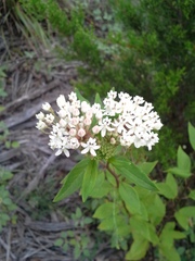 Asclepias texana