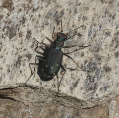 Cicindela depressula