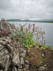 Artemisia furcata