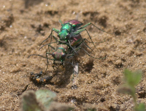Splendid Tiger Beetle photo 4