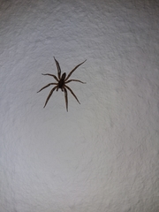 Liocranum rupicola