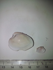 Hysteroconcha lupanaria