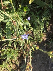 Cichorium intybus