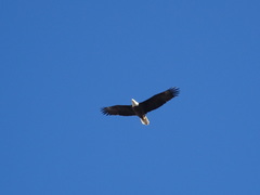 Haliaeetus leucocephalus