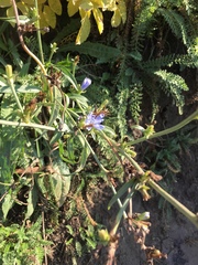 Cichorium intybus