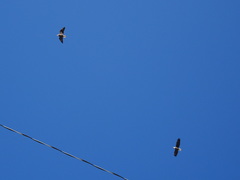 Haliaeetus leucocephalus