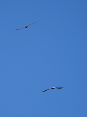 Haliaeetus leucocephalus