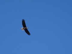 Haliaeetus leucocephalus