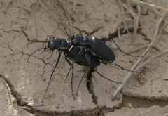 Cicindela obsoleta