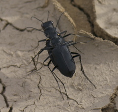 Cicindela obsoleta