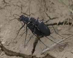 Cicindela obsoleta