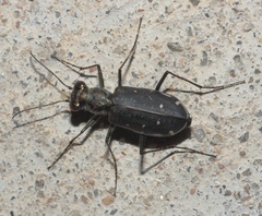 Cicindela punctulata