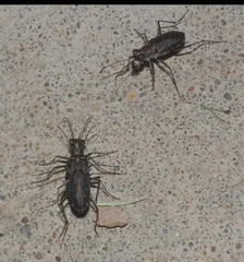 Cicindela punctulata