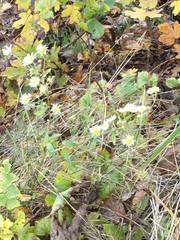 Erigeron annuus