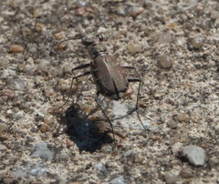 Cicindela repanda repanda