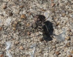 Cicindela repanda repanda