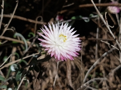 Helichrysum leucopsideum