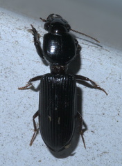 Clivina dentipes