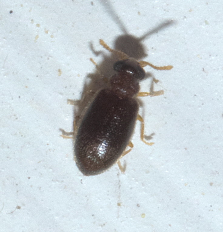Cnopus impressus