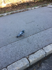 Columba livia domestica