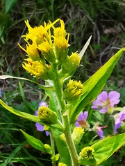 Solidago cuprea