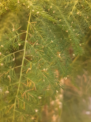 Common Asparagus Fern