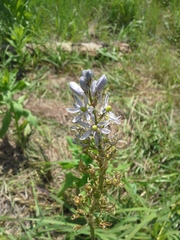 Camassia angusta