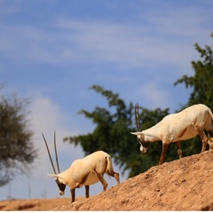 Oryx leucoryx
