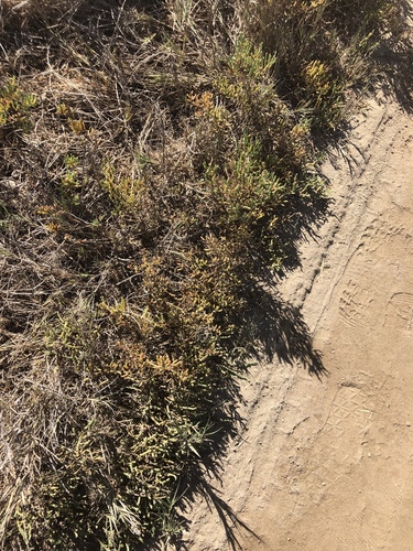 iNaturalist observation photo of Dicots