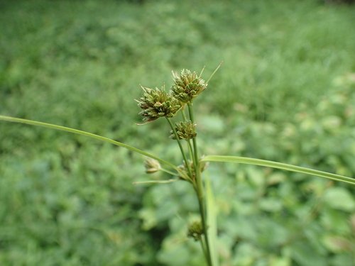 Scirpus fuirenoides iNat (2)