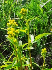 Solidago cuprea
