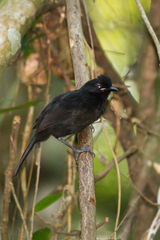 Pyriglena leucoptera