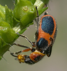 Collops balteatus