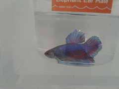 Betta splendens
